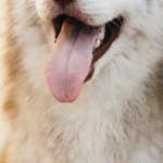 Анализ слота The Dog House Megaways математика и стратегии