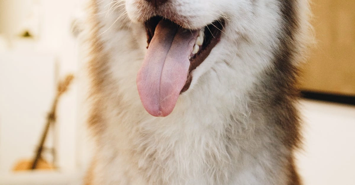 Анализ слота The Dog House Megaways математика и стратегии